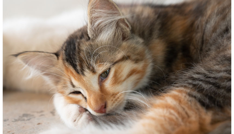 Καρκίνος στη γάτα: 10 πράγματα που πρέπει να γνωρίζεις