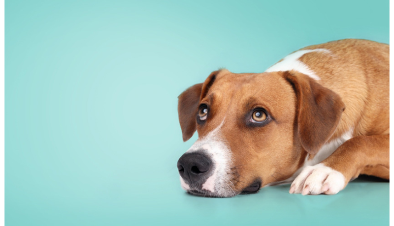 Γιατί το κόψιμο των αυτιών των σκύλων είναι τόσο κακό;