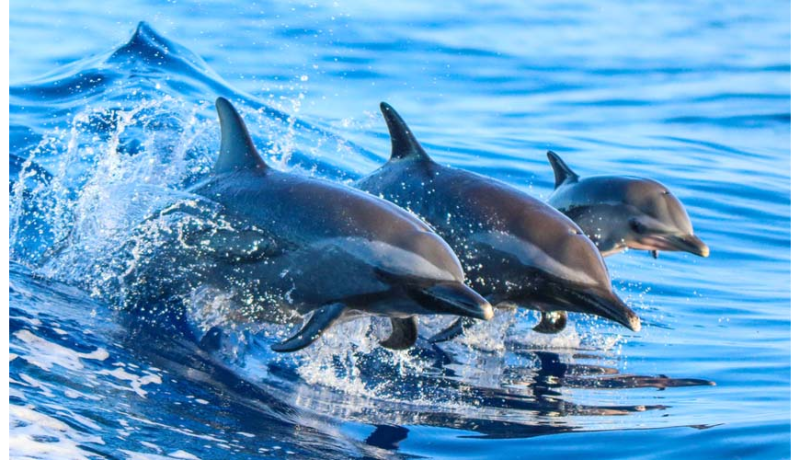 7 πράγματα για τα δελφίνια που θα σε ξετρελάνουν