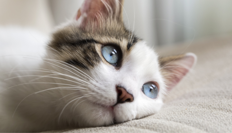 10 πράγματα που αφορούν τις γάτες με μπλε μάτια