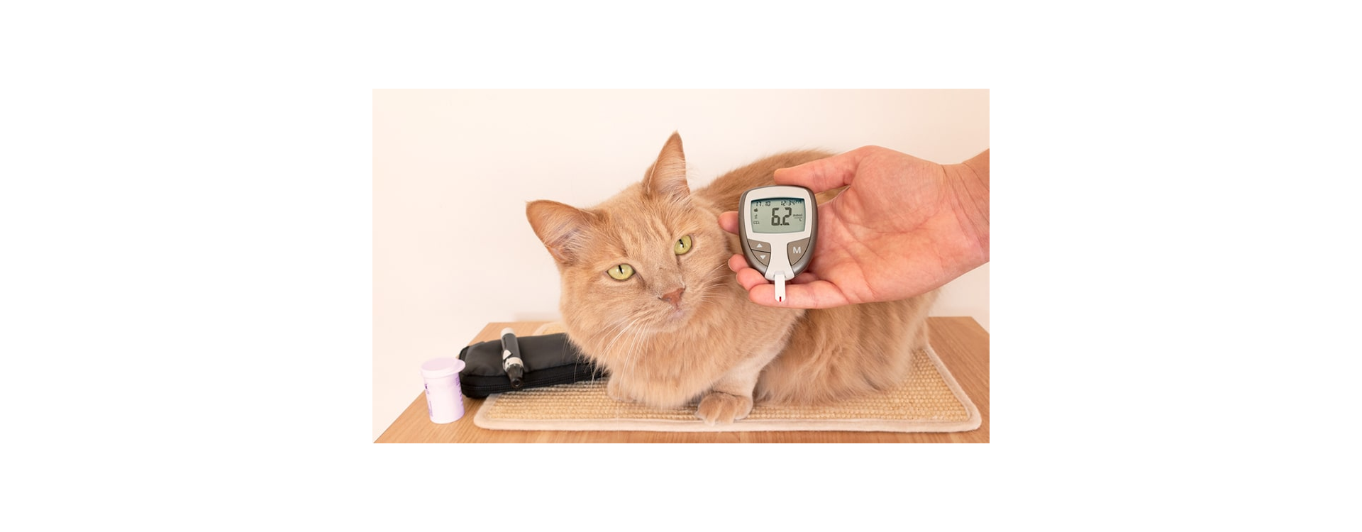 9 σημάδια διαβήτη στη γάτα σου που δεν πρέπει να αγνοήσεις