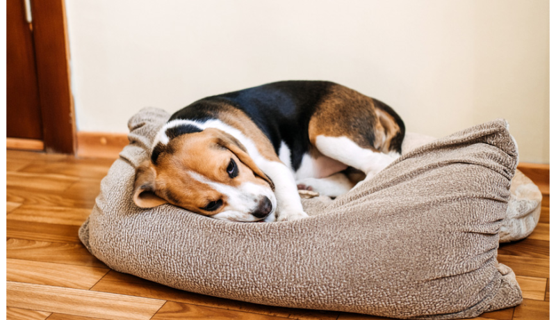 Ηπατίτιδα στον σκύλο : Συμπτώματα , διάγνωση και θεραπεία