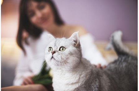 13 λόγοι που κάνουν τις γάτες υπέροχους συντρόφους