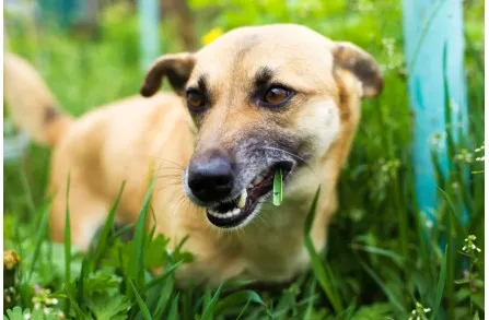 Είναι καλό να αφήνεις τον σκύλο σου να τρώει γρασίδι;