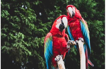 Γιατί ζουν πολλά χρόνια οι παπαγάλοι; Η απάντηση στο μυστικό τους.