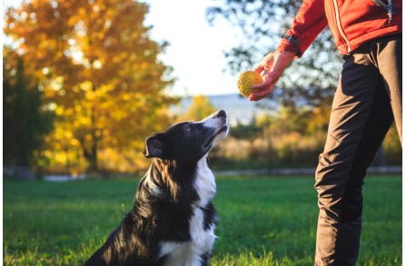 Υπακούει ο σκύλος σου σε αυτές τις 3 σημαντικές εντολές;