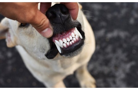 Πόσα δόντια έχουν οι σκύλοι και πότε εμφανίζονται; (Μέρος 2ο)