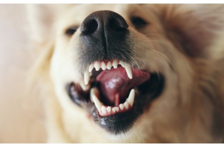 Γιατί οι σκύλοι τρίζουν τα δόντια τους; (Μέρος 2ο)