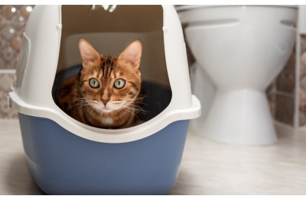 Μήπως η αμμολεκάνη της γάτας σου αποκαλύπτει κάποιο πρόβλημα; (Μέρος 2ο)