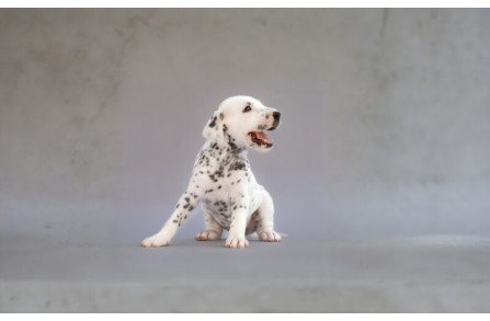 Λοξιγκας και κουτάβια: Πόσο ανησυχητικός είναι;