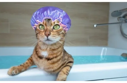 Γιατί οι γάτες μισούν το νερό;