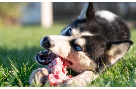 Πρέπει οι σκύλοι να τρώνε χόνδρους; (Μέρος 2ο)
