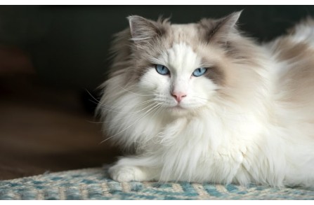 Γιατί οι ηλικιωμένες γάτες συμπεριφέρονται διαφορετικά; (Μέρος 2ο)