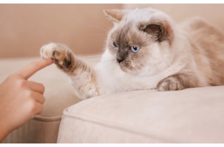 Αλήθεια, σε αναγνωρίζει η γάτα σου