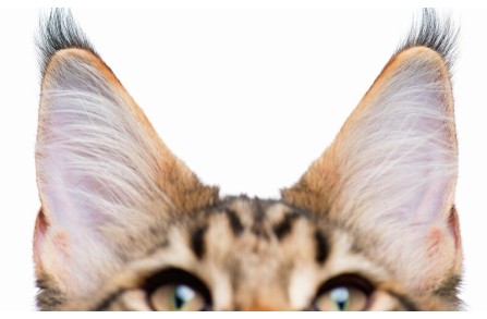 Γιατί τα αυτιά της γάτας σου θέλουν την προσοχή σου; (Μέρος 1ο)