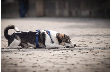 Ενδεικτικά σημάδια επιληψίας στον σκύλο σου