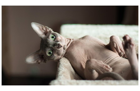 Η αυτοβιογραφία της «εξωγήινης» γάτας Sphynx