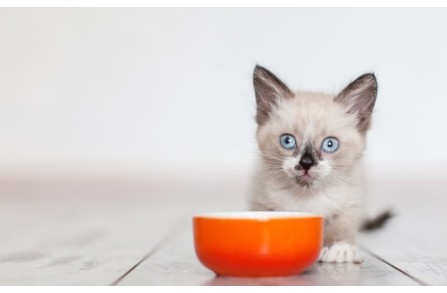 Οι μεγάλοι κίνδυνοι της πολυφαγίας των μικρών γατών (Μέρος 2ο)