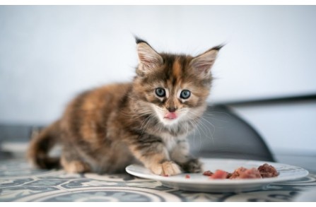 Οι μεγάλοι κίνδυνοι της πολυφαγίας των μικρών γατών (Μέρος 1ο)