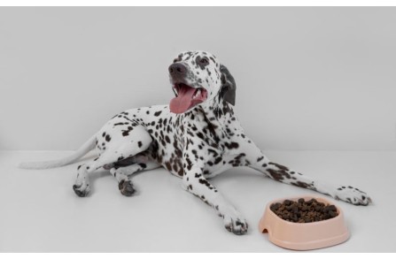 Γιατί ο σκύλος σου φυλάει τους πόρους του και πως αυτό θα αλλάξει. (Μέρος 2ο)