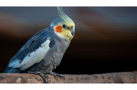 Πόσο ομιλητικοί είναι οι παπαγάλοι Κόκατιλ (Cockatiel);