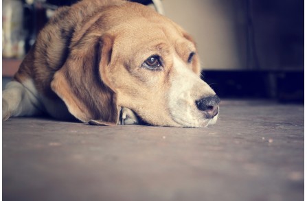 Μία ύπουλη κατάσταση που μπορεί να βλάψει το κατοικίδιο σου (Μέρος 1ο)