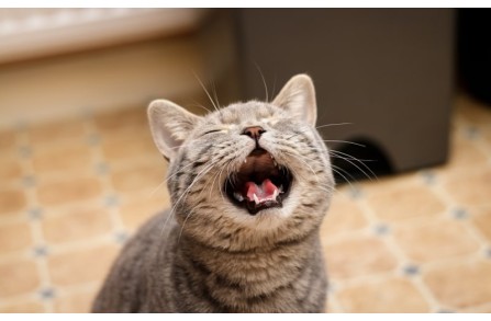 Γιατί οι ηλικιωμένες γάτες συμπεριφέρονται διαφορετικά; (Μέρος 1ο)