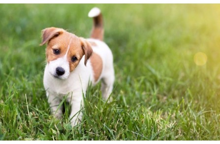 Το ύπουλο παράσιτο που μπορεί εύκολα να μολύνει το κουτάβι σου. (Μέρος 2ο)