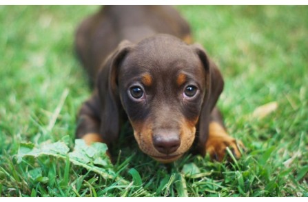Το ύπουλο παράσιτο που μπορεί εύκολα να μολύνει το κουτάβι σου. (Μέρος 1ο)