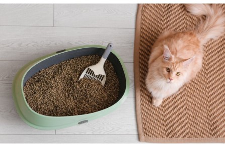 Μήπως η αμμολεκάνη της γάτας σου αποκαλύπτει κάποιο πρόβλημα; (Μέρος 1ο)