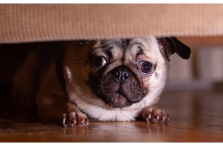 Όταν η ειρήνη γίνεται πανικός. Τι τρελαίνει τον σκύλο σου; (Μέρος 1ο)