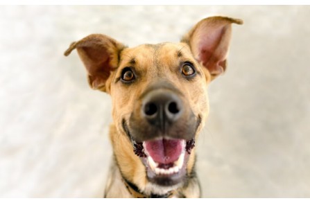 Πόσα δόντια έχουν οι σκύλοι και πότε εμφανίζονται; (Μέρος 1ο)