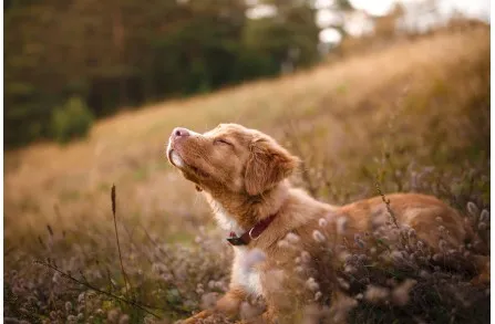 Τι μπορεί να φταίει για τη φαγούρα και τη ξηροδερμία του σκύλου σου;