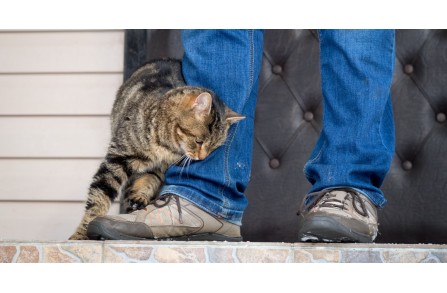 Γιατί θέλει η γάτα σου να τρίβεται στα πόδια σου;