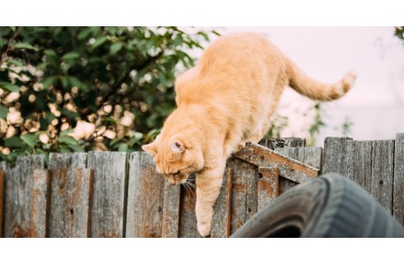 Γιατί οι γάτες κουνάνε τα οπίσθια τους λίγο πριν ορμήσουν στον στόχο τους;