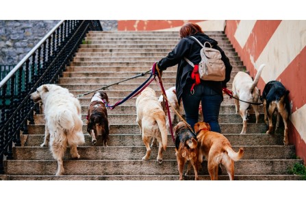 Πως να βγάλω πολλούς σκύλους βόλτα ταυτόχρονα; 4+1 tips που θα σε σώσουν!