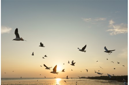 Γιατί μεταναστεύουν τα πουλιά;