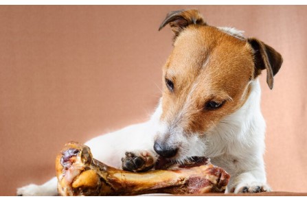 Πρέπει οι σκύλοι να τρώνε χόνδρους; (Μέρος 1ο)