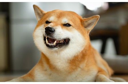 Γιατί οι σκύλοι τρίζουν τα δόντια τους; (Μέρος 1ο)