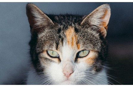 Γιατί τα αυτιά της γάτας σου θέλουν την προσοχή σου; (Μέρος 2ο)