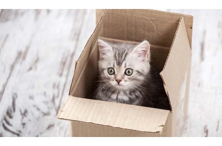 Γιατί λατρεύουν οι γάτες τα κουτιά;