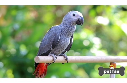 Αφρικάνικος γκρίζος παπαγάλος ή Ζακό : Μύθοι και αλήθειες που τον αφορούν