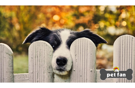 Άγχος αποχωρισμού και σκύλος: Τι είναι και πως θα το αντιμετωπίσεις