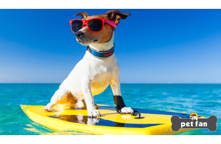 Διακοπές με τον σκύλο στο νερό : 12 συμβουλές για απόλαυση χωρίς κινδύνους
