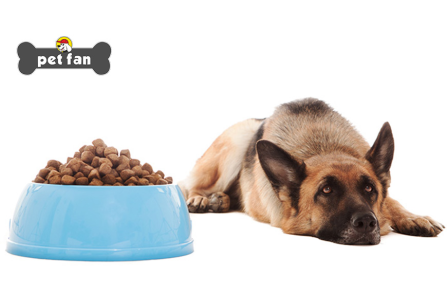 Απόρριψη ξηράς τροφής: Πώς θα κάνετε τον σκύλο σας να αλλάξει