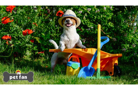 7 συμβουλές για να σταματήσει ο σκύλος να σκάβει τον κήπο σου