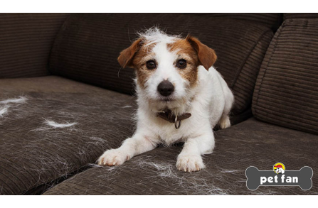 Τριχόπτωση σκύλου : Φταίει η ράτσα ή όχι μόνο;
