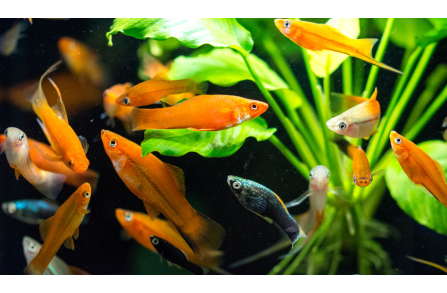 8 κατάλληλα είδη ψαριών για αρχάριους στα ενυδρεία