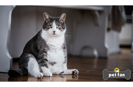 Γάτα και παχυσαρκία : Μια σχέση που λαμβάνει διαστάσεις επιδημίας