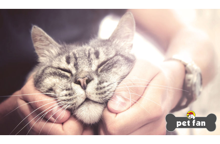 15 τρόποι για να κάνεις ευτυχισμένη τη γάτα σου